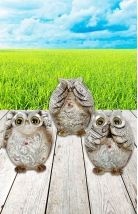 400527uilen horen zien zwijgen 2495